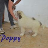 chiot_Puppies_2019
