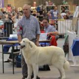 Expositions-canines-Dogshows