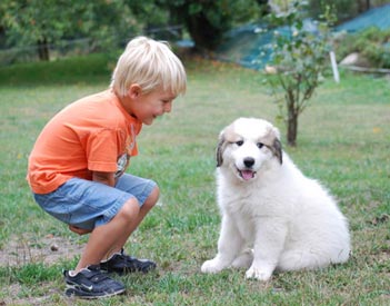 Accueil d'un chiot Patou dans la famille