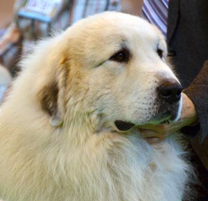 Gucci du Val de Pyrène au CRUFTS 2013