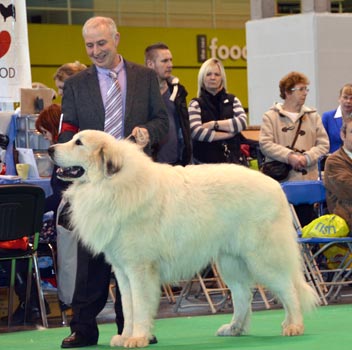 Gucci du Val de Pyrène au CRUFTS 2013