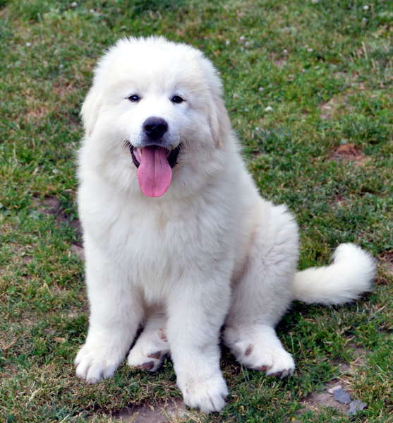 Jeune chien Montagne des Pyrénées