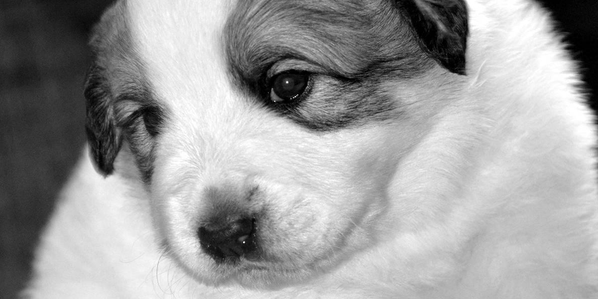 Chiot Montagne des Pyrénées