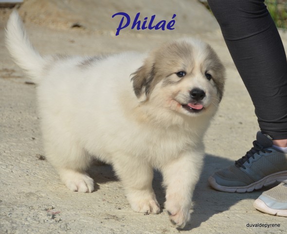 Philaé