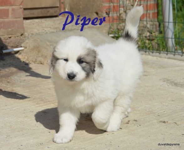 Piper