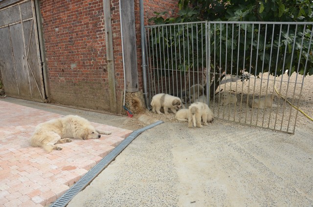 chiots divers sem 8