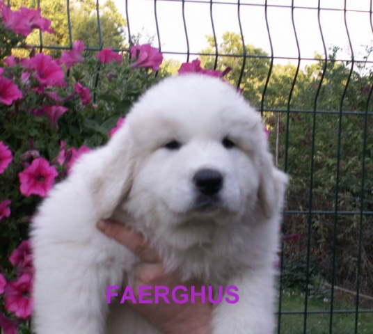 Faerghus