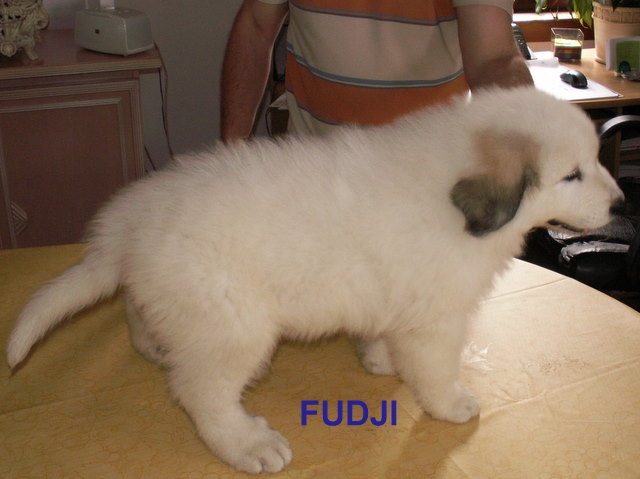 Fudji