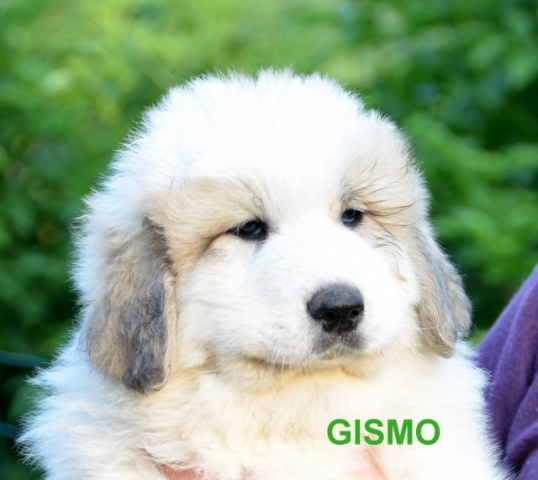 Gismo