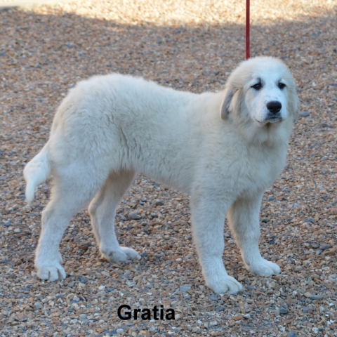 Gratia