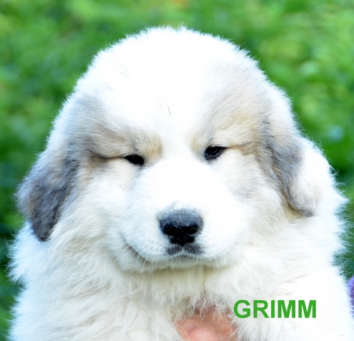 Grimm