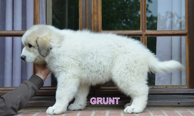 Grunt