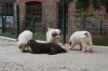 chiots divers sem 8 - Semaine Semaine 8