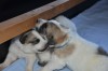chiot divers sem3 - Semaine Semaine 3