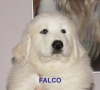 Falco - Semaine Semaine 7