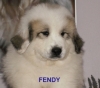 Fendy