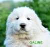 Galine - Semaine Semaine 8