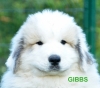 Gibbs - Semaine Semaine 8