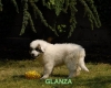 Glanza - Semaine Semaine 8