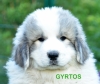 Gyrtos - Semaine Semaine 8