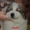Gandhor - Semaine Semaine 8