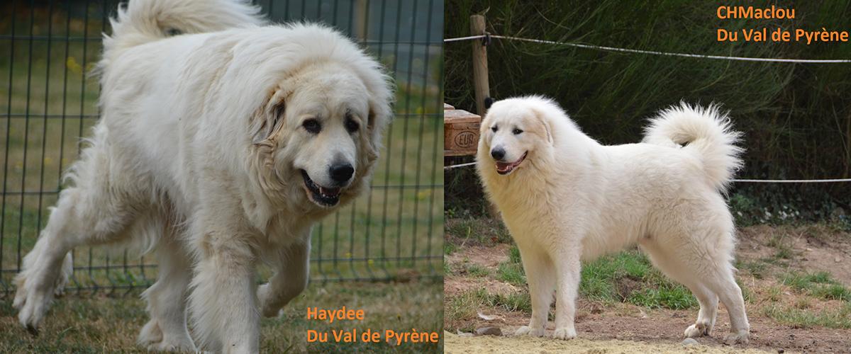 Montagne Des Pyrénées élevage Chien Patou Vente Chiots