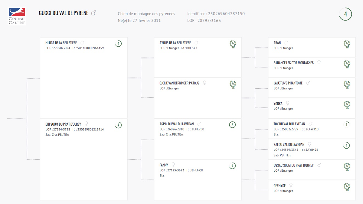 Certificat généalogiqueGucci du Val de Pyrène