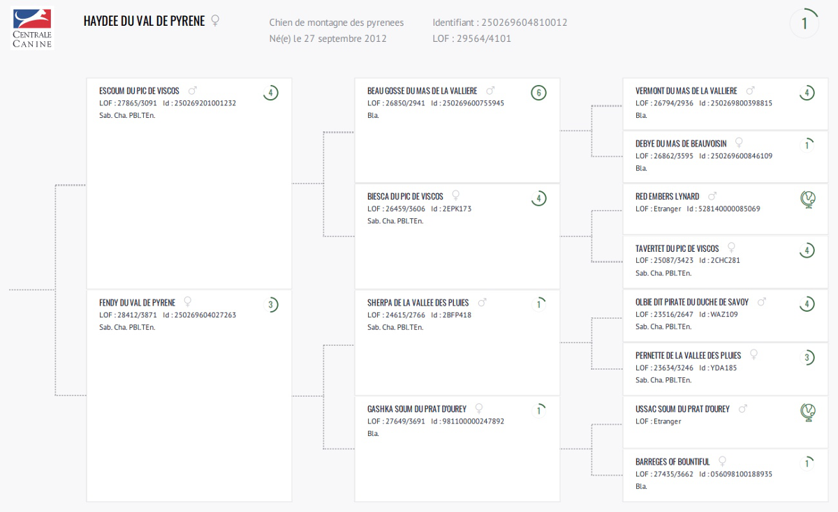 Certificat généalogiqueHaydee du Val de Pyrène