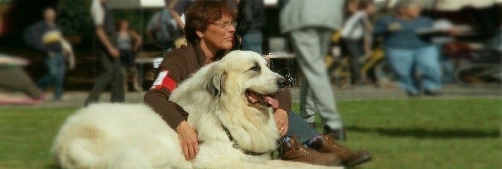 Chiens Montagne des Pyrénées en exposition