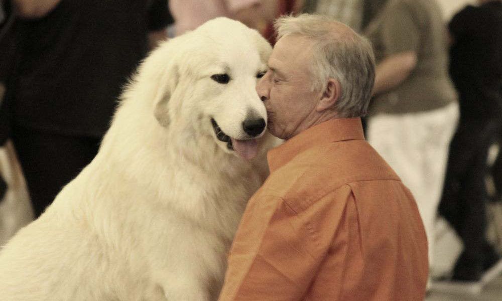 Pyrenean Mountain Dog